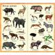 Usborne. Повчальна книга 199 тварин із зоопарку(англ. мова) (9781474936927)