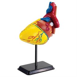 Модель сердца человека сборная, 14 см (SK009)