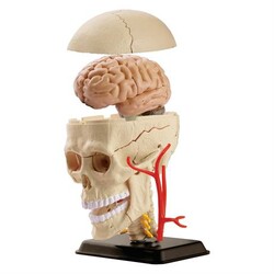 Модель черепа с нервами  сборная, 9 см (SK010)