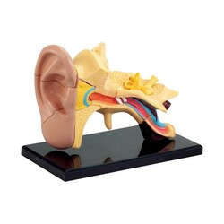 Модель анатомія вуха збірна, 7,7 см (SK012)
