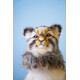 Hansa. Манул дикий кіт Hansa 40 см, реалістична м'яка іграшка на руку (4806021975190)