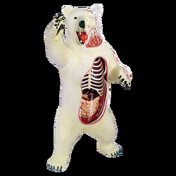 4D Master. Объемная анатомическая модель Белый медведь (26097)