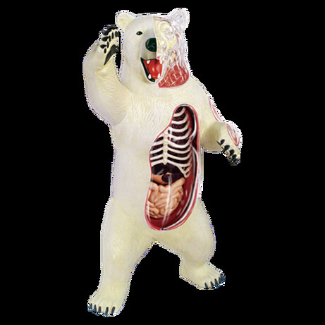 4D Master. Объемная анатомическая модель Белый медведь (26097)