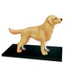 4D Master. Объемная анатомическая модель 4D Master Собака золотистый ретривер (FM-622007)