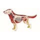 4D Master. Об'ємна анатомічна модель 4D Master Собака золотистий ретривер (FM-622007)