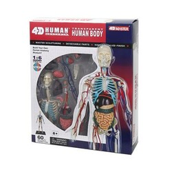4D Master. Об'ємна анатомічна модель 4D Master Тіло людини прозоре (FM-626204)