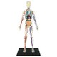 4D Master. Объемная анатомическая модель 4D Master Тело человека прозрачное (FM-626204)