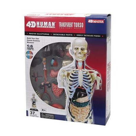 4D Master. Объемная анатомическая модель 4D Master Торс человека  прозрачный (FM-626108)