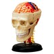 4D Master. Об'ємна анатомічна модель 4D Master Черепно-мозкова коробка людини (FM-626005)