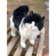 Hansa. Мягкая игрушка Черно-белый кот, длина 40 см (4221)