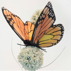 Hansa. Мягкая игрушка Бабочка монарх (Бежево-желтый), ширина 14 см (6551)