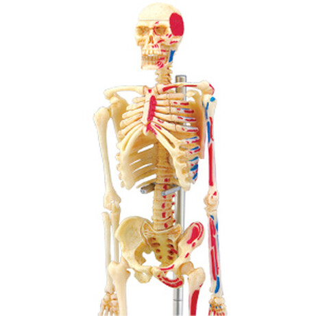 Объемная модель 4D Master Скелет человека (4894793260118)
