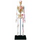Об`ємна модель 4D Master Скелет людини (4894793260118)
