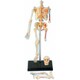 Об`ємна модель 4D Master Скелет людини (4894793260118)