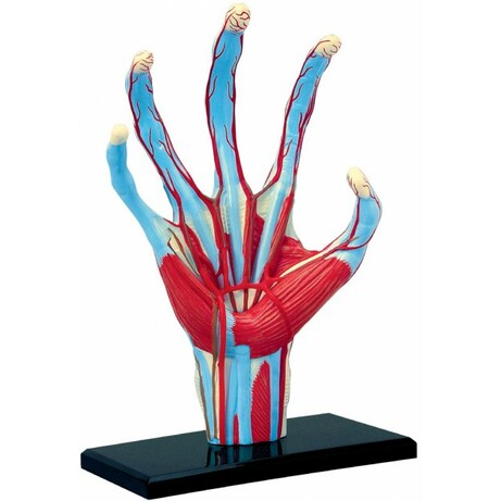 Об`ємна модель 4D Master Рука людини (4894793260095)