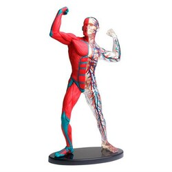 Модель м'язів та скелета людини Edu-Toys збірна, 19 см (SK056)
