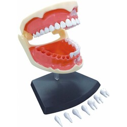 Объемная модель 4D Master Зубной ряд человека (4894793260156)