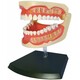 Об`ємна модель 4D Master Зубний ряд людини (4894793260156)