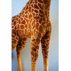 Hansa. Жираф, 165 см, реалистичная мягкая игрушка (4806021936689)